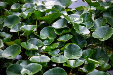 CEBELARJI (31 of 43)